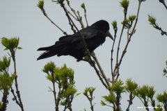 Corvus frugilegus (Saatkrähe)